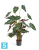 Алоказия 110 искусственная TREEZ Collection