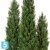 Туя Эйр искусственная TREEZ Collection Элеганс h-120