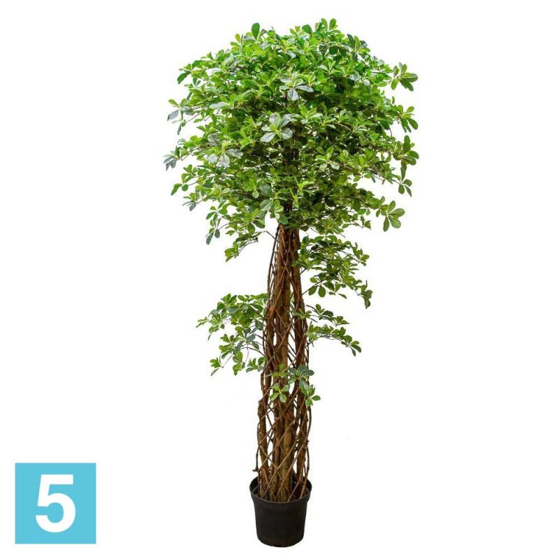 Шеффлера искусственная Alseed, h-250 см., латекс