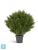 Туя искусственная TREEZ Collection Брабант пушистая шаровидная уличная 60h