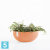 Напольное кашпо Ecopots Sofia Big, терракотовое 43-l, 25-w, 17,5-h