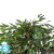 Фикус искусственный TREEZ Collection Бенджамина карликовый многоствольный 100h Фикус искусственный TREEZ Collection Бенджамина карликовый многоствольный 100h