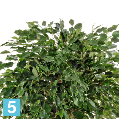 Фикус искусственный TREEZ Collection Бенджамина на забавном стволе 180h в #REGION_NAME_DECLINE_PP#