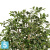 Фикус Ретуса искусственный TREEZ Collection 150h