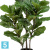 Фикус искусственный TREEZ Collection Лирата куст на стволах 95h