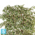 Фикус искусственный TREEZ Collection Гавайский Лиана пестролистный 180h