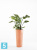 Высокое кашпо Ecopots Amsterdam-H, терракотовое 32-d, 70-h