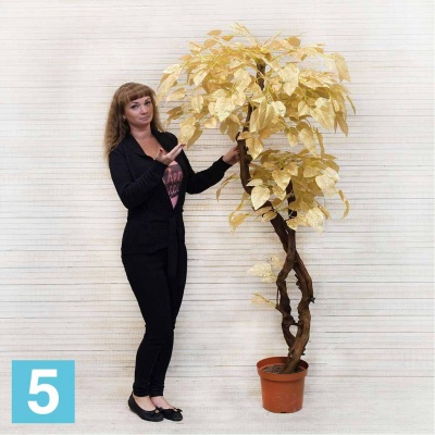 Дерево золотое искусственное Alseed, 2кр. ориг.ст.180, 180 см. в Москве