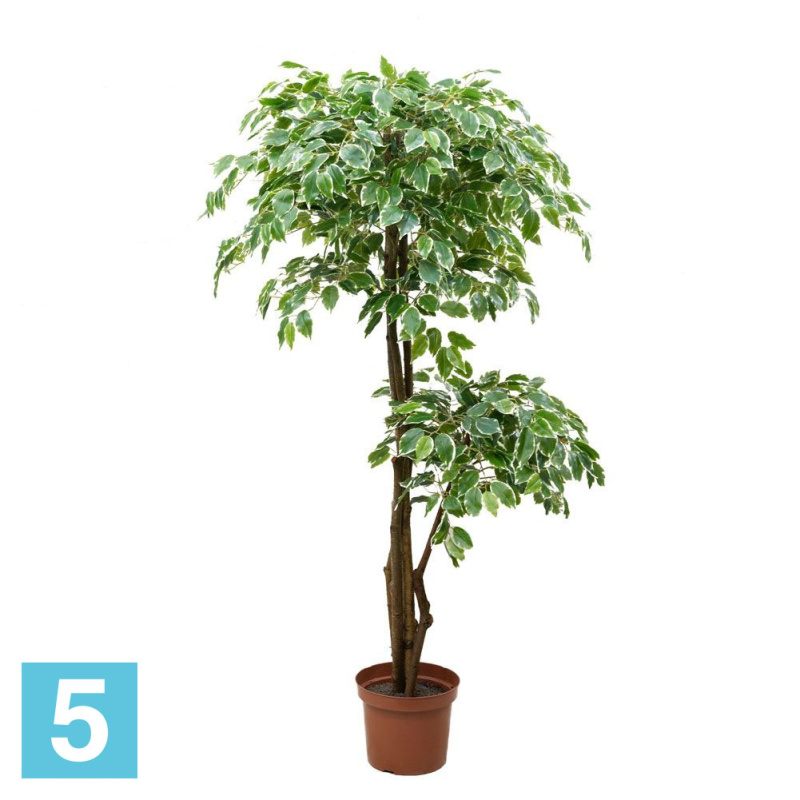 Фикус Бенджамина искусственный Alseed, латекс, 160 см.
