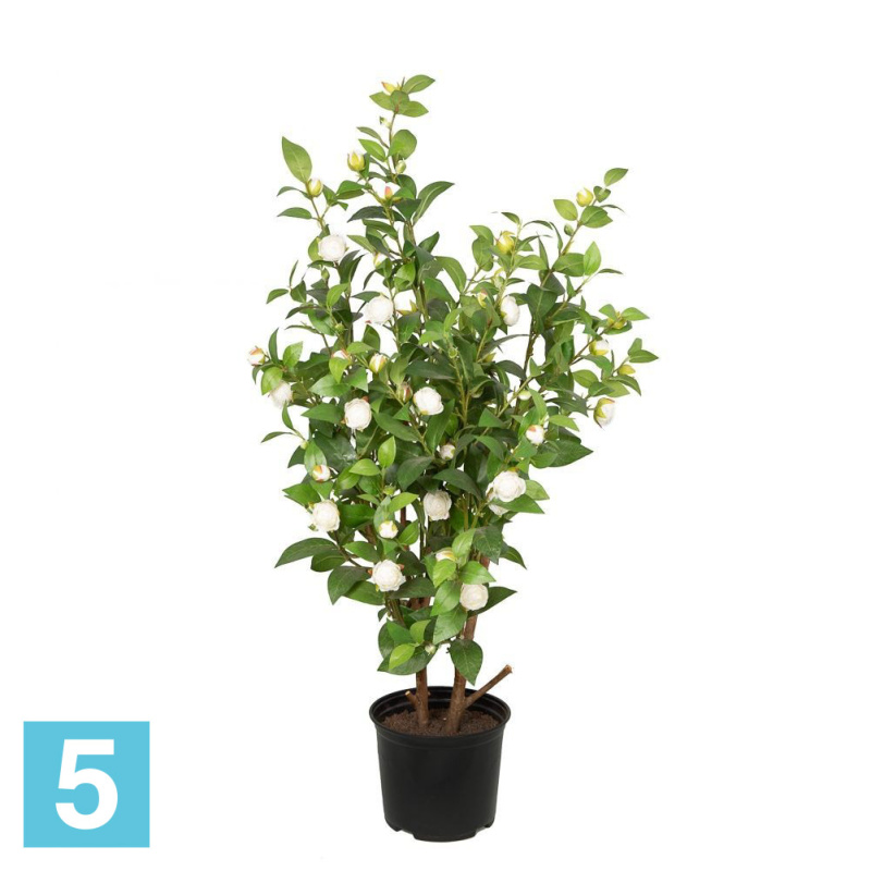 Камелия с бутонами искусственная Alseed, h-100 см., белая
