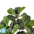 Фикус Лирата искусственный TREEZ Collection 130h