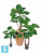 Алоказия Калидора искусственная TREEZ Collection 80h Алоказия Калидора искусственная TREEZ Collection 80h