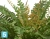 Искусственный Папоротник Бостон Новый натуральный зеленый TREEZ Collection 80-d, 30-h