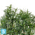 Драцена искусственная TREEZ Collection Анита Рефлекса 180h