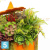 Тыква большая с суккулентами искусственная Alseed, d-35, т, ,50