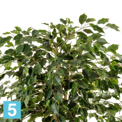 Фикус искусственный TREEZ Collection Бенджамина Нитида 210h в #REGION_NAME_DECLINE_PP#