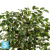 Фикус искусственный TREEZ Collection Бенджамина Нитида 210h