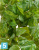 Потос Ауреум искусственный TREEZ Collection ампельный h-80