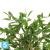 Драцена искусственная TREEZ Collection Саркула Спотти 120h