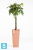 Высокое кашпо Ecopots Rotterdam-H, терракотовое 32-l, 32-w, 70-h