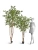 Искусственный клён японский Вайлд зелёный TREEZ Collection 240h