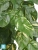 Искусственный Потос куст ампельный (серия FR - огнезащита) TREEZ Collection 70h