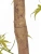 Искусственный клён японский Баттерфляй гиганский TREEZ Collection 330h