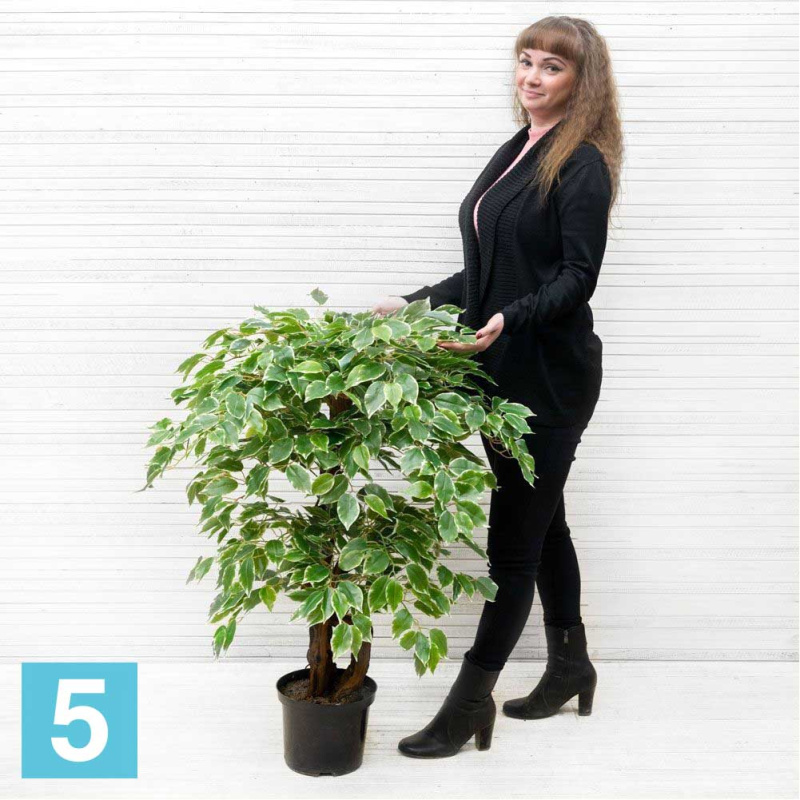 Фикус Бенджамина искусственный Alseed, h-100 см., латекс