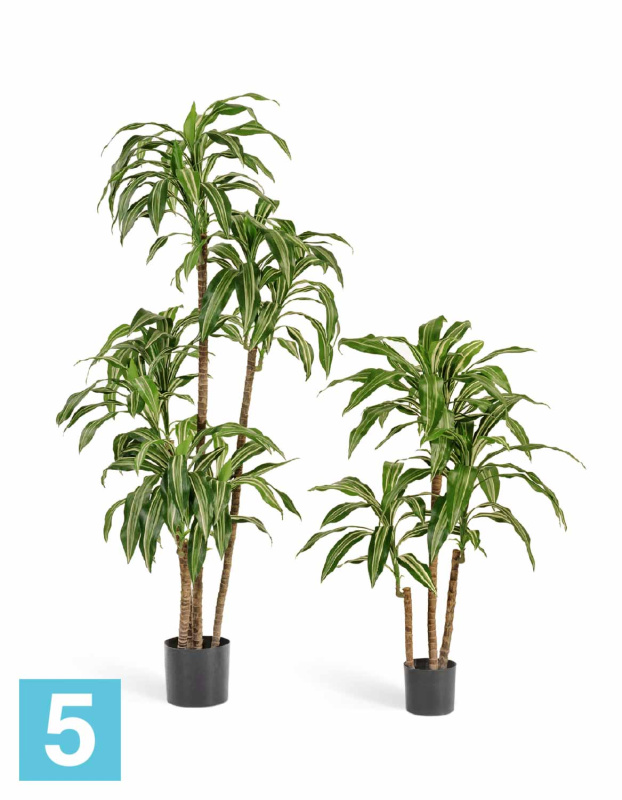 Драцена искусственная TREEZ Collection Джанет Крейг бело-зеленая 150h