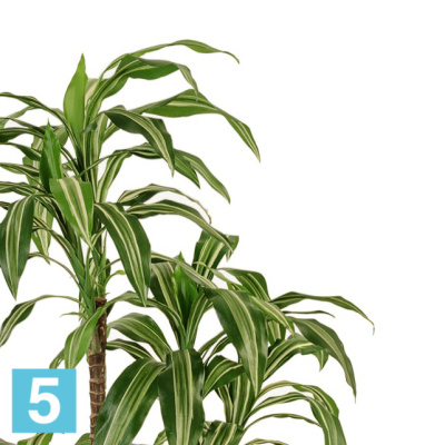 Драцена искусственная TREEZ Collection Джанет Крейг бело-зеленая 150h в #REGION_NAME_DECLINE_PP#