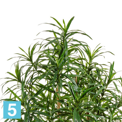 Драцена Анита искусственная TREEZ Collection 180h в #REGION_NAME_DECLINE_PP#