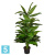 Диффенбахия куст искусственная Alseed, h-150 см., латекс