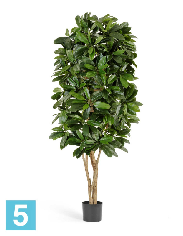 Шеффлера Леди искусственная TREEZ Collection 140h