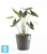Большое кашпо на колёсиках Ecopots Amsterdam, антрацит 80-d, 72-h