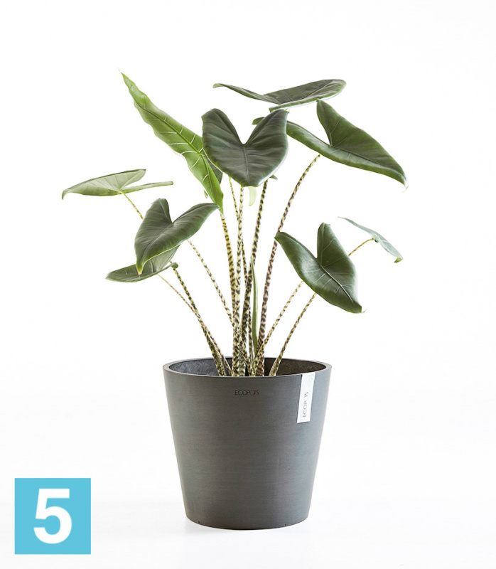 Большое кашпо на колёсиках Ecopots Amsterdam, антрацит 80-d, 72-h