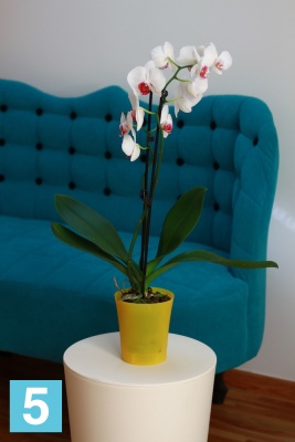 Кашпо Lamela Orchidea, желтое 12,5-d, 14-h в #REGION_NAME_DECLINE_PP#