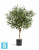 Олива искусственная TREEZ Collection Джи Шар с плодами 75h