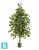 Фикус искусственный TREEZ Collection Бенджамина "Натуральный" 150h Фикус искусственный TREEZ Collection Бенджамина "Натуральный" 150h