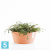 Напольное кашпо Ecopots Frankfurt, терракотовое 50-d, 26-h