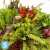 Тыква большая с суккулентами искусственная Alseed, d-35, т, ,50