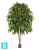 Лонгифолия широколистная многоствольная искусственная TREEZ Collection 270h