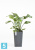 Высокое кашпо Ecopots Rotterdam-MH, антрацит 30-l, 30-w, 50-h