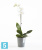 Настольное Кашпо Ecopots Morinda, серое 14-d, 16-h