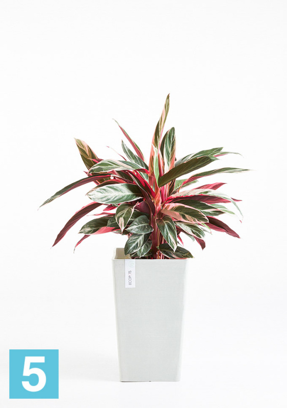 Высокое кашпо Ecopots Rotterdam-MH, светло-серое 30-l, 30-w, 50-h