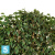 Фикус искусственный TREEZ Collection Бенджамина многоствольный 210h Фикус искусственный TREEZ Collection Бенджамина многоствольный 210h