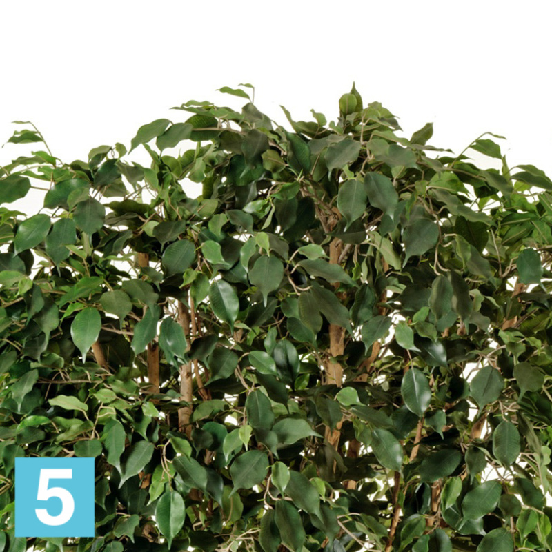 Фикус искусственный TREEZ Collection Бенджамина многоствольный 210h