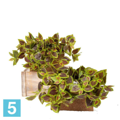 Колеус искусственный Alseed, лате, ампел., h-12 см. в кокос. бокс, 25*1