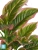 Диффенбахия нежно-зелёно-розовая искусственная куст TREEZ Collection 52h