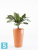 Высокое кашпо Ecopots Sankara-MH, терракотовое 35-d, 55-h