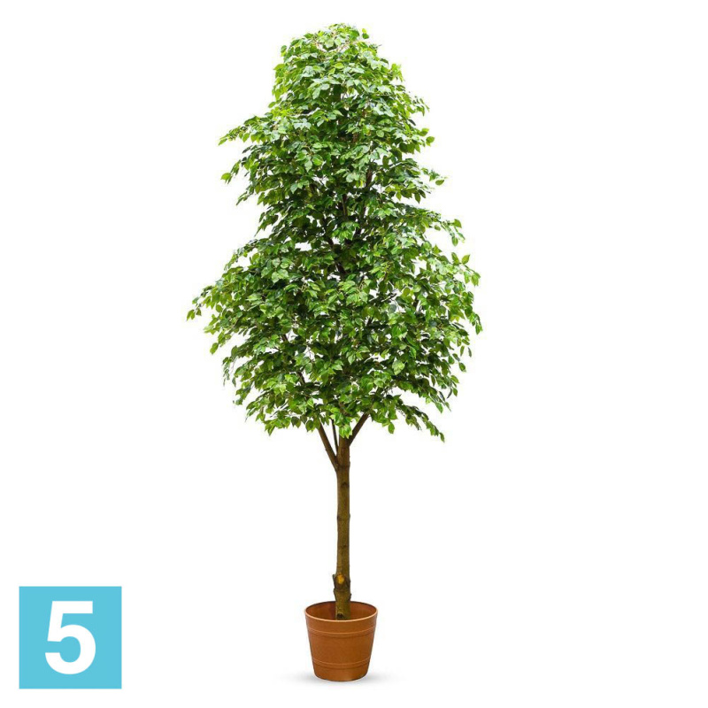 Фикус искусственный Alseed, дерево пристенное, h-400 см., латекс